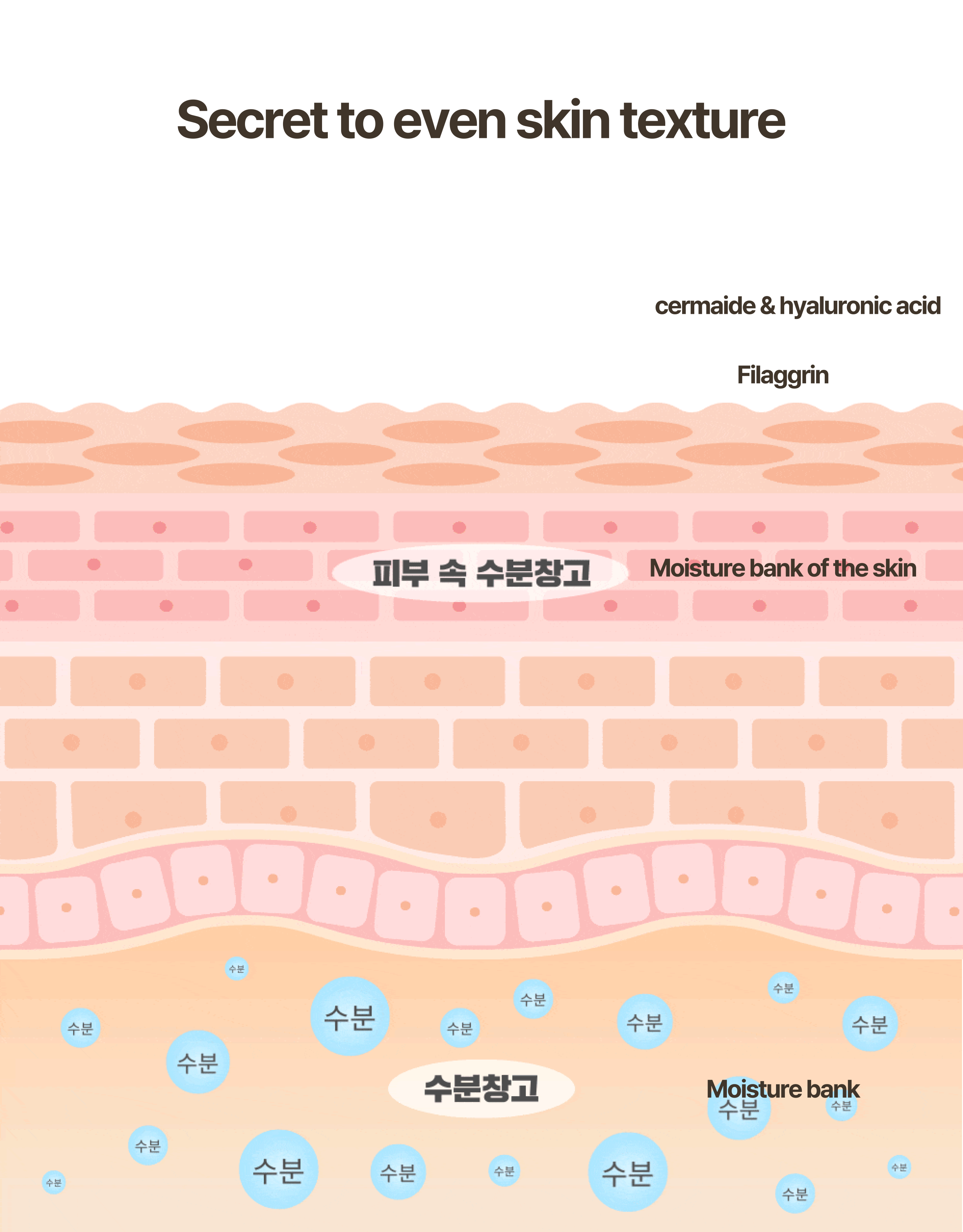 쌀결토닝에센스-상세페이지_영문-8.png